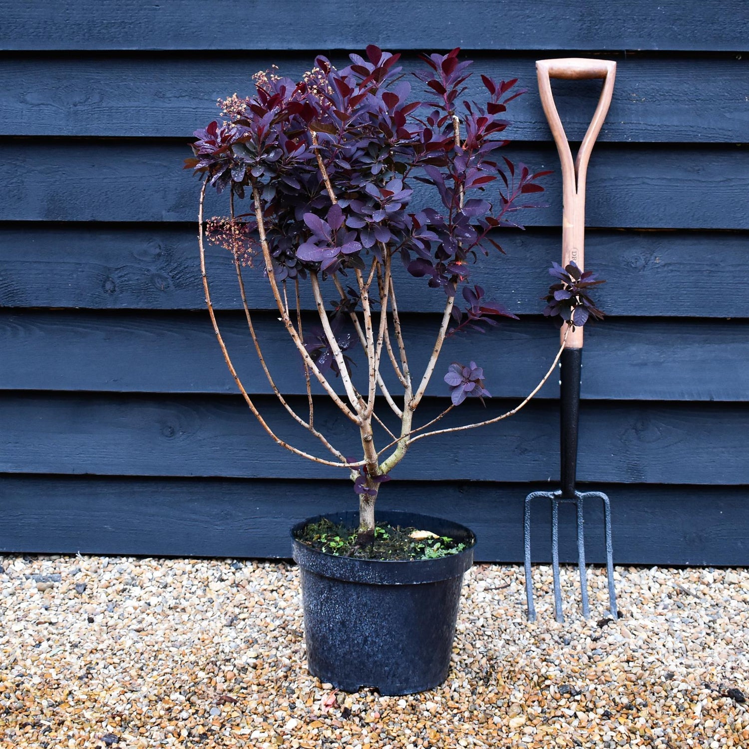 Cotinus coggygria 'Royal Purple' - Height 80-100cm - 10lt