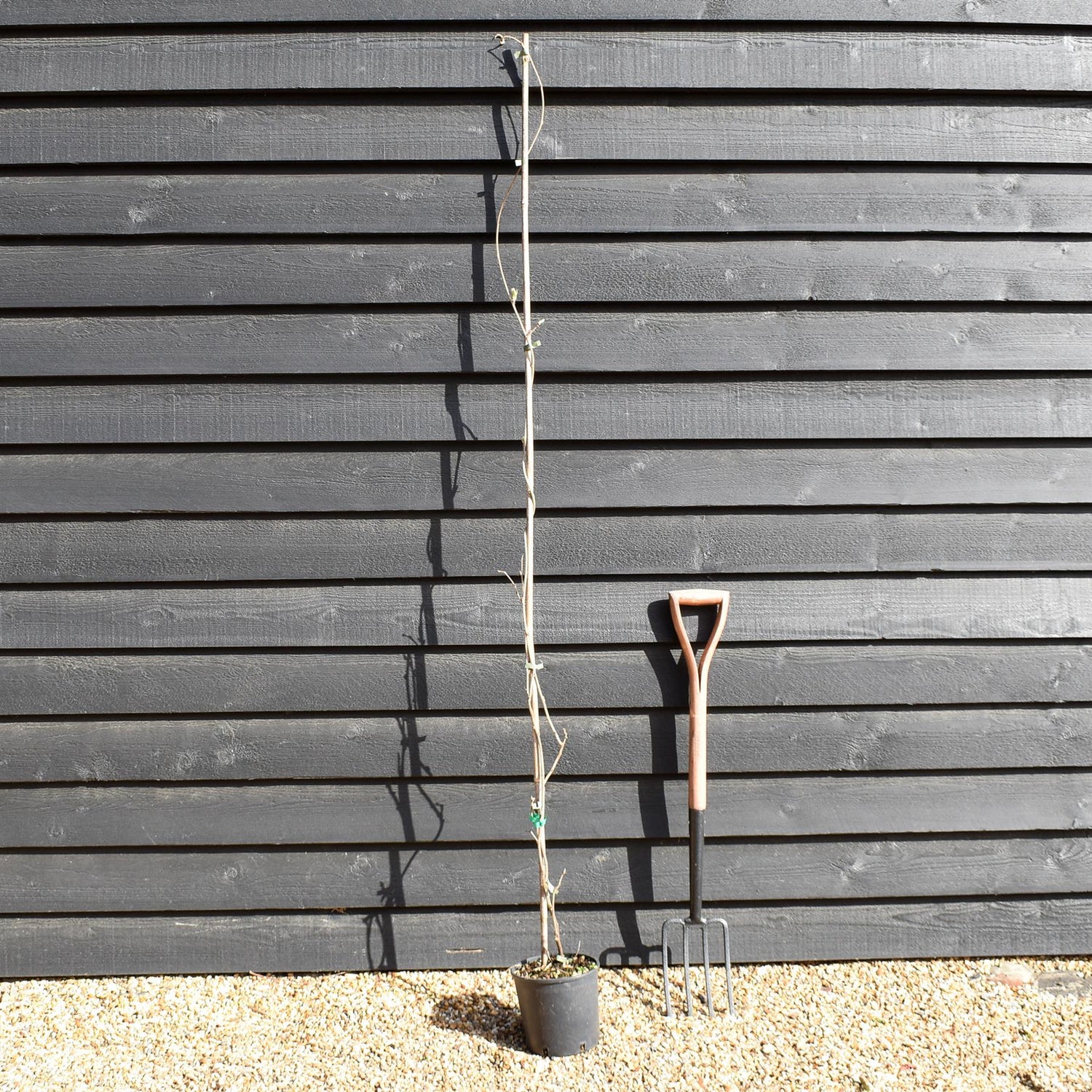 Wisteria floribunda 'Black Dragon' - Cane - Height 150-200cm - 3lt