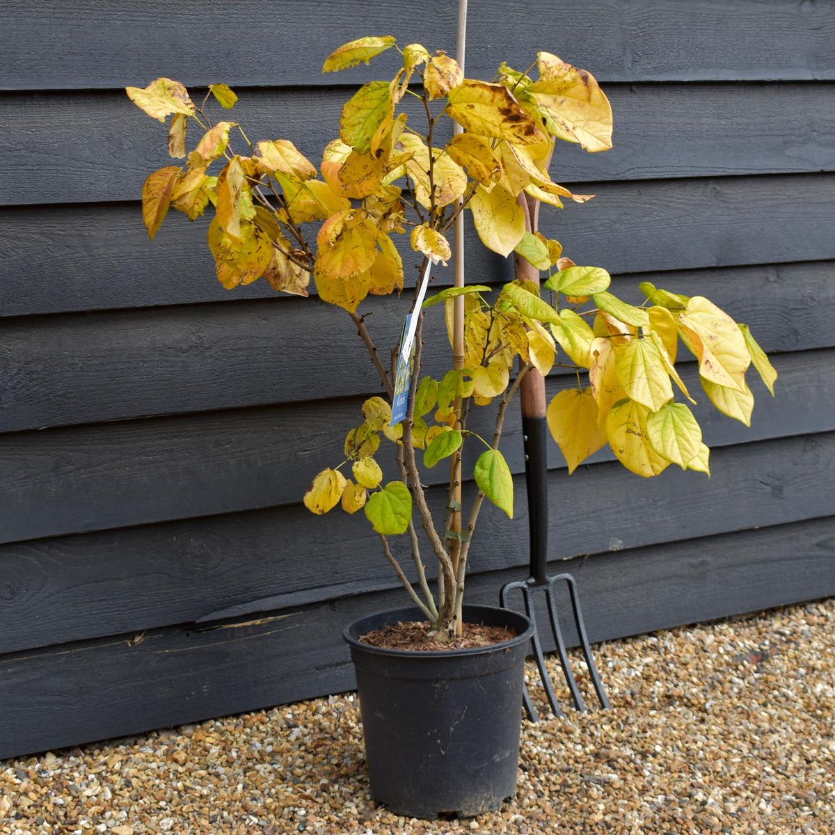 Cercis chinensis Shirobana- Height 90-140cm - Multistem - 12lt