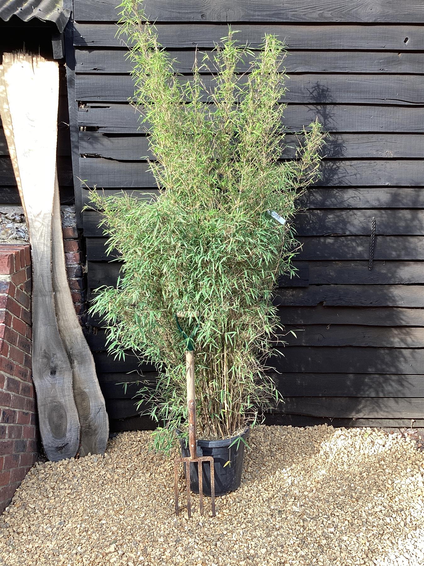 Fargesia angustissima | Narrow leaf bamboo - 210-220cm, 30lt