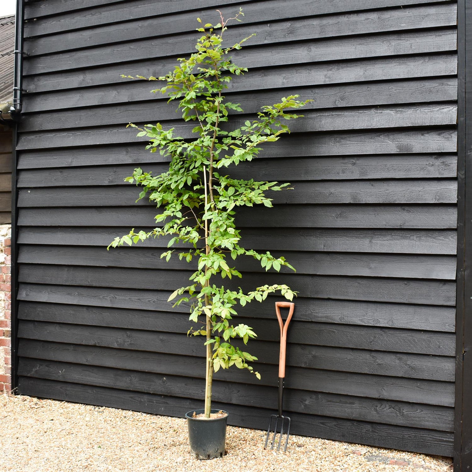 Carpinus betulus | European Hornbeam - 150-200cm, 10lt