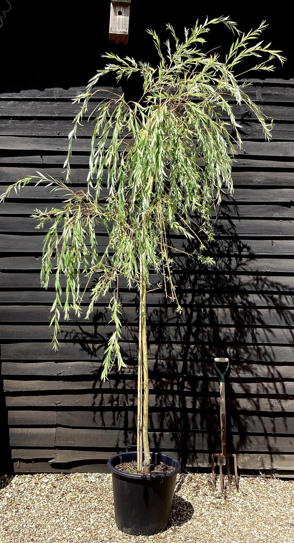 Salix Chrysocoma | Golden Weeping Willow - 300-350cm, 50lt