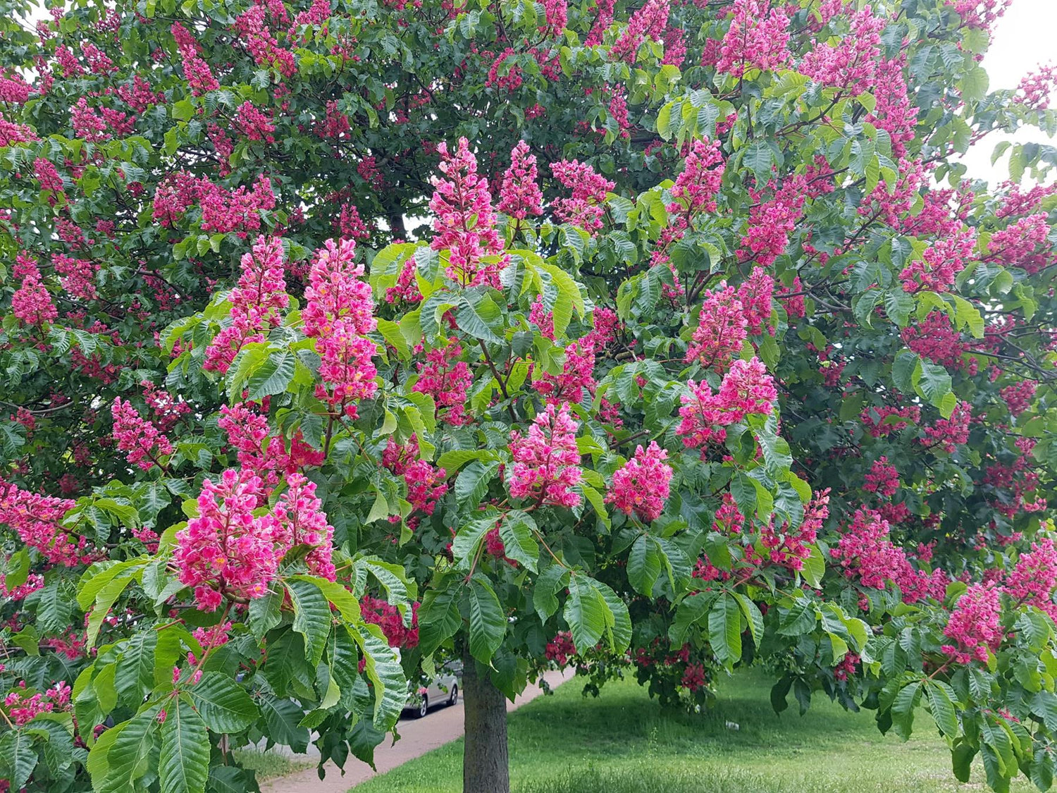 Aesculus pavia | Red Buckeye - Girth 24cm - 470-480cm - 150lt