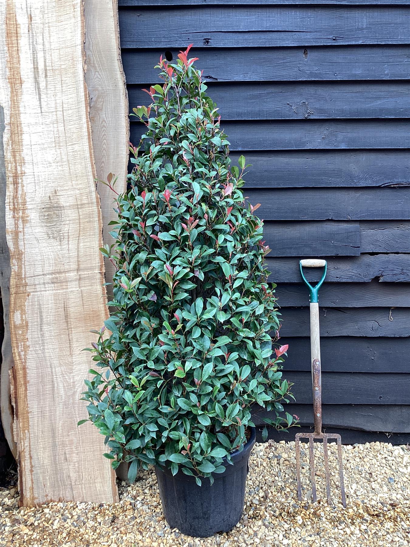Photinia Red Robin - Compacta - Pyramid - 160-170cm, 35lt