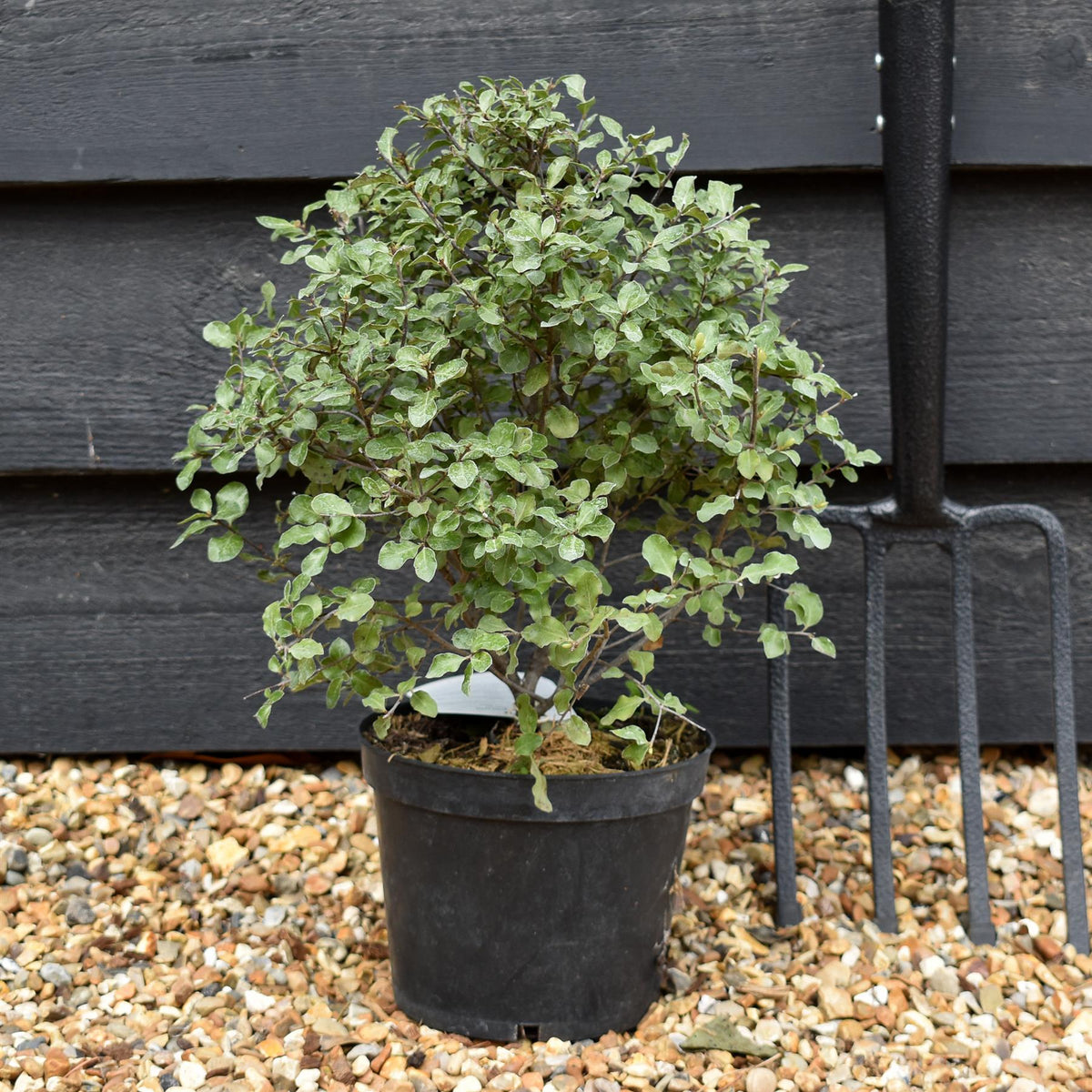 Pittosporum tenuifolium 'Wrinkled Blue' - Height 30-40cm - 2lt