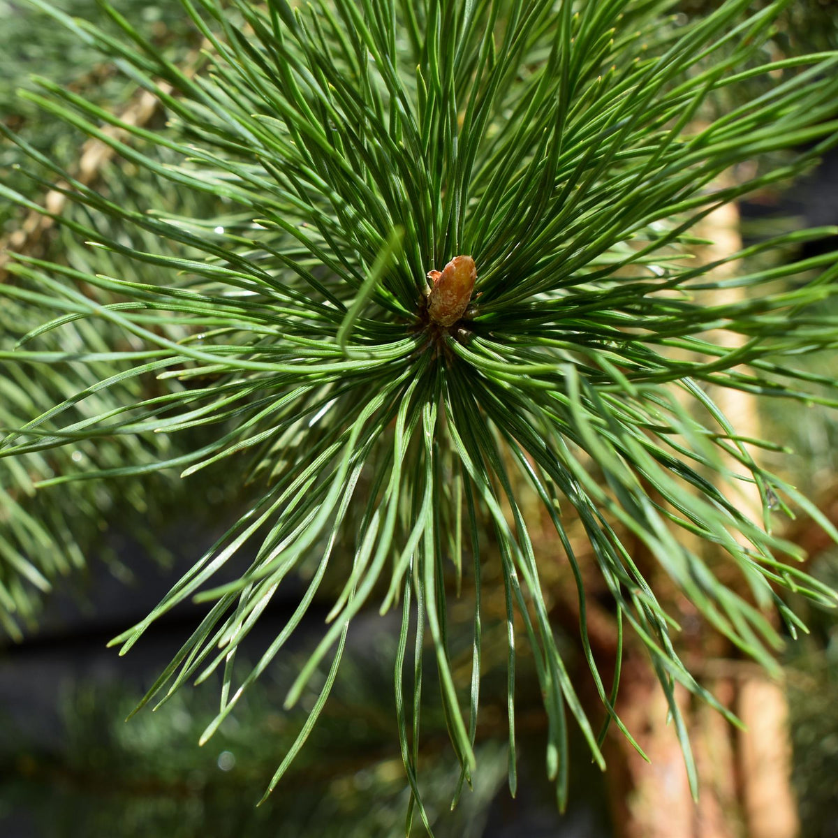 Pinus sylvestris | Scots pine - Height 300-320cm - Girth 16-18cm - 110lt