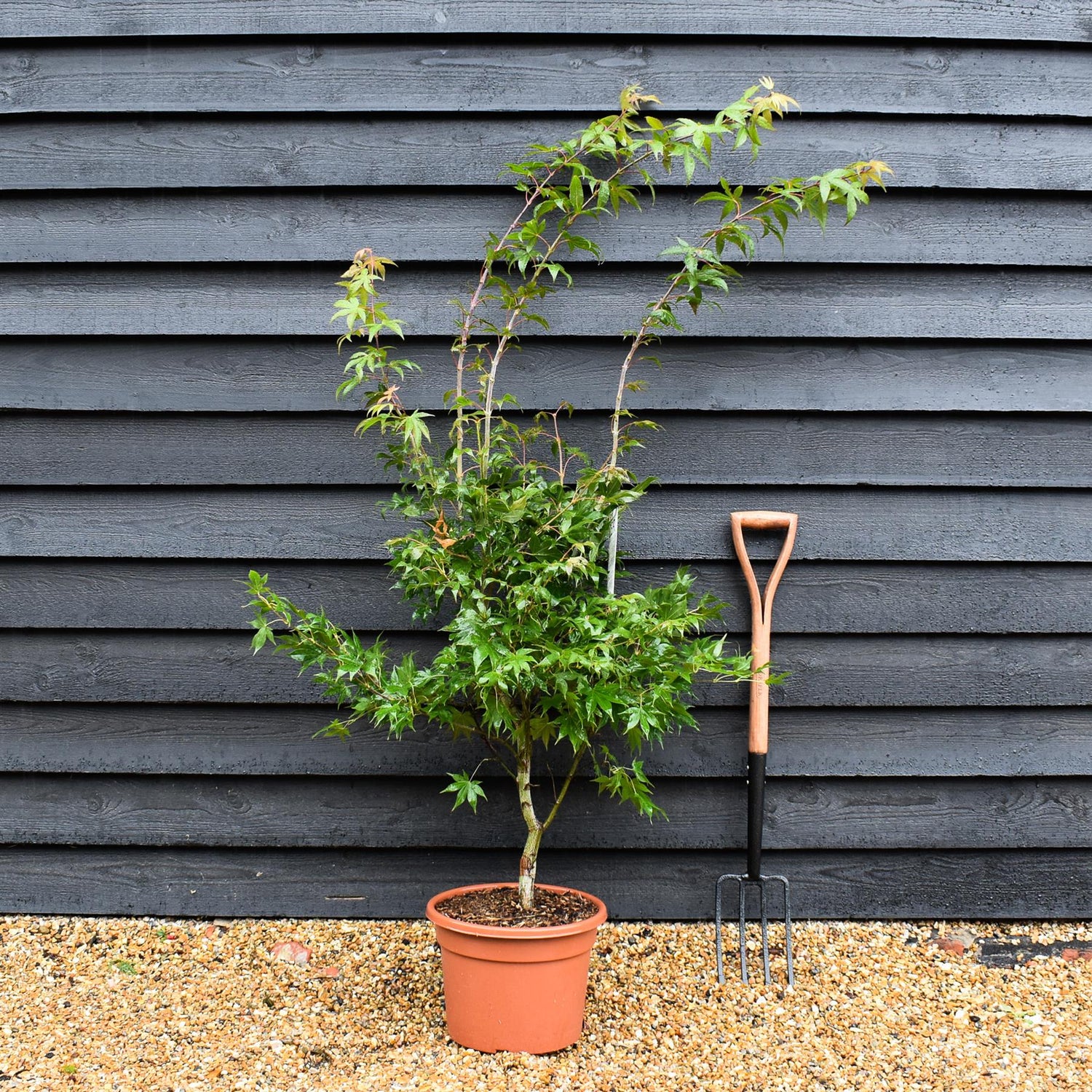 Acer palmatum 'Osakazuki' | Japanese Maple - Bushy - 120-160cm - 18lt