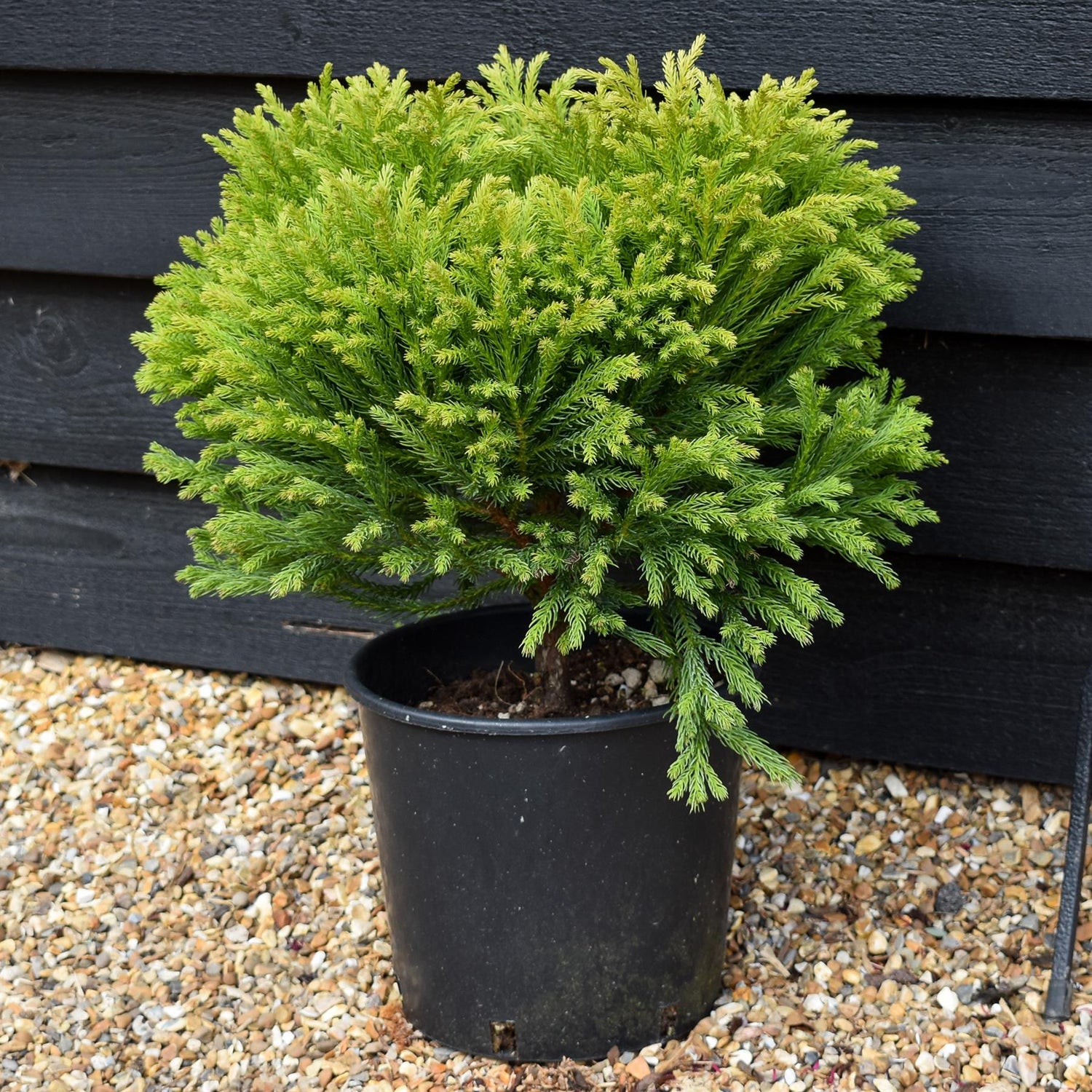 Cryptomeria japonica 'Globosa Nana' |Japanese cedar - Height 40-50cm 10lt