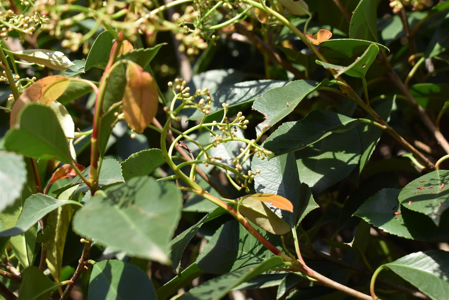 Photinia Red Robin | Christmas berry 'Little Red Robin' - Multi Stem - 275cm - 150lt