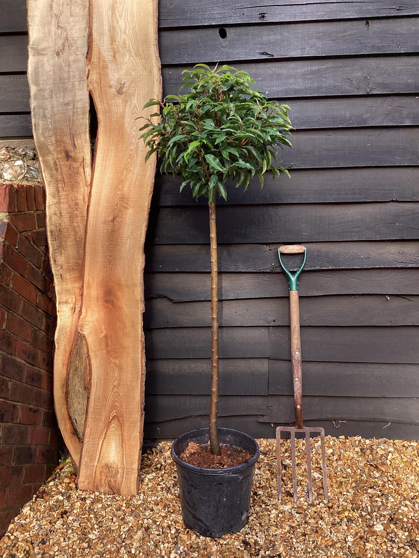 Prunus lusitanica | Portuguese Laurel Cherry 1/2 std Clear Stem - 140cm, 18lt
