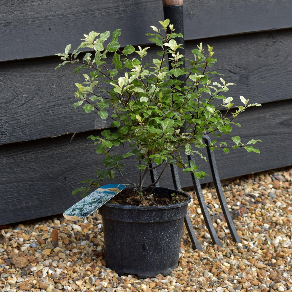 Pittosporum Irene Paterson -  H:10-20cm W:30-40cm - 3lt
