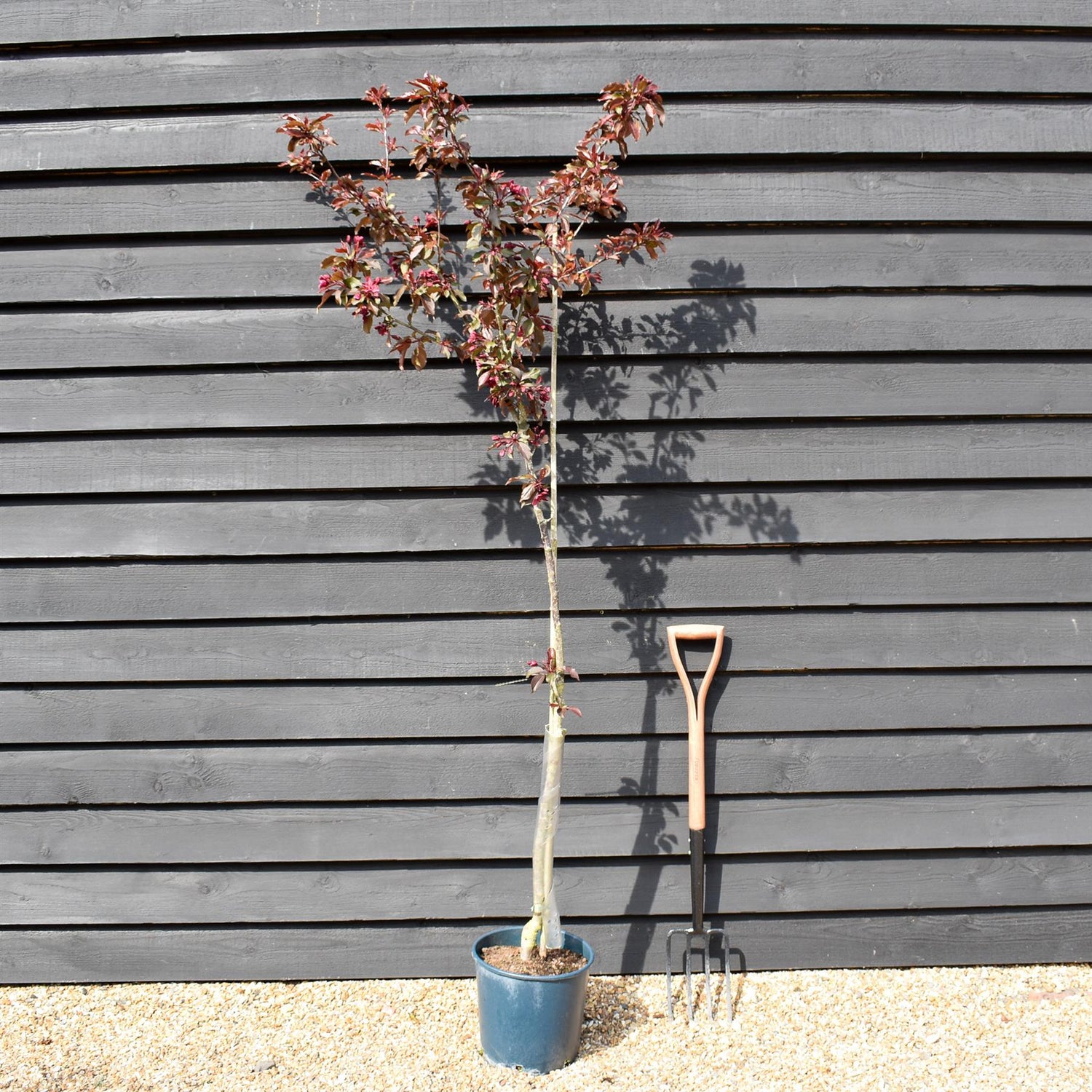 Malus Royalty | Purple Flowering Crab Apple Tree, Clear Stem - 170-200cm, 10lt