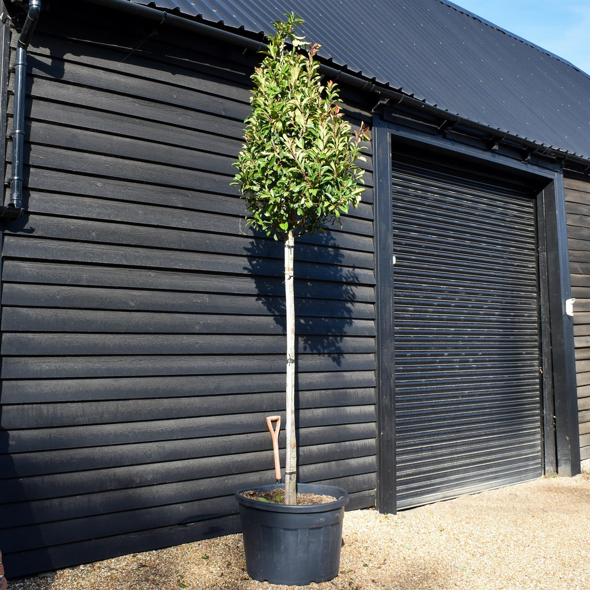 Photinia x fraseri Red Robin - 180cm Trunk - Height 300cm-330cm - Girth 14-16cm - 180lt