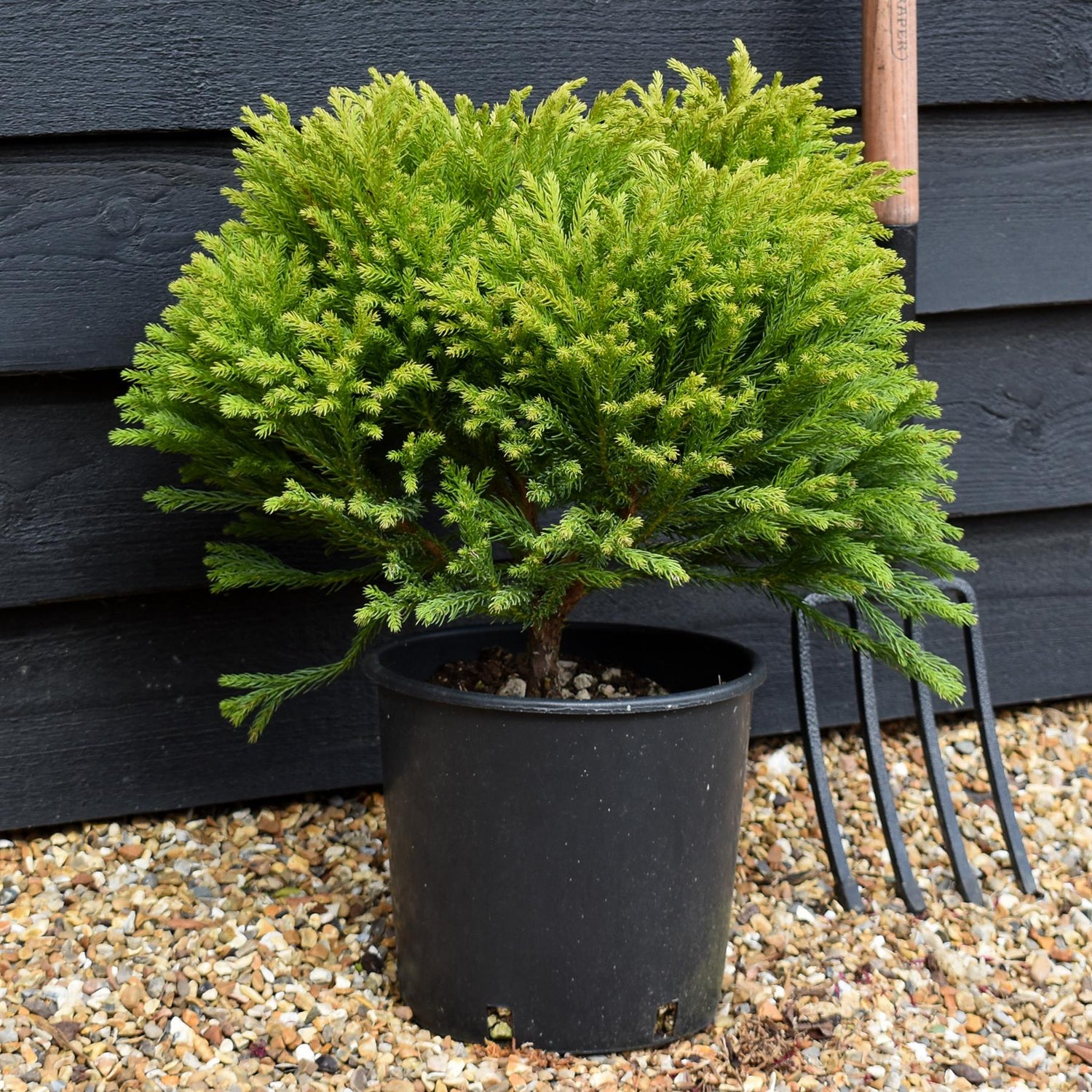 Cryptomeria japonica 'Globosa Nana' |Japanese cedar - Height 40-50cm 10lt