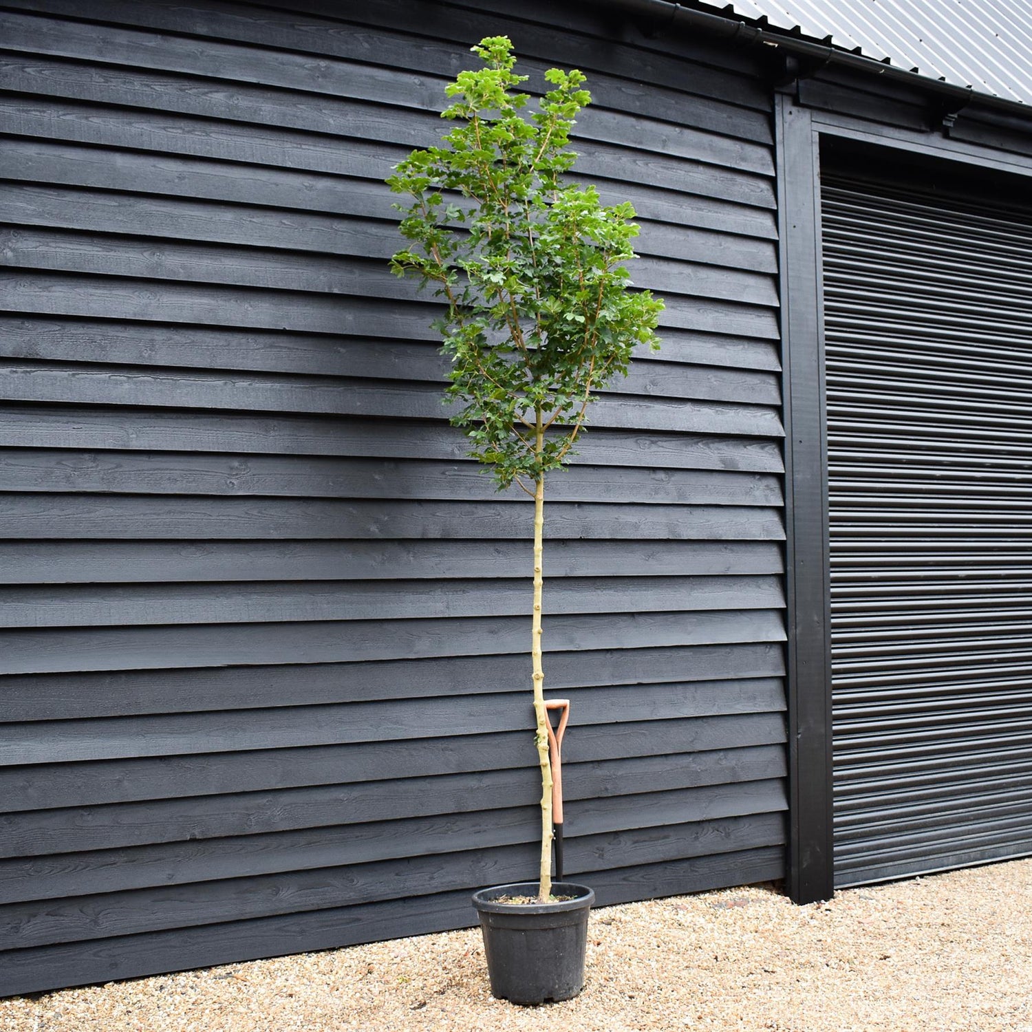 Field Maple 'Elegant' | Acer campestre  - Clear Stem - Height 250-280cm - Girth 6-8cm - 40lt