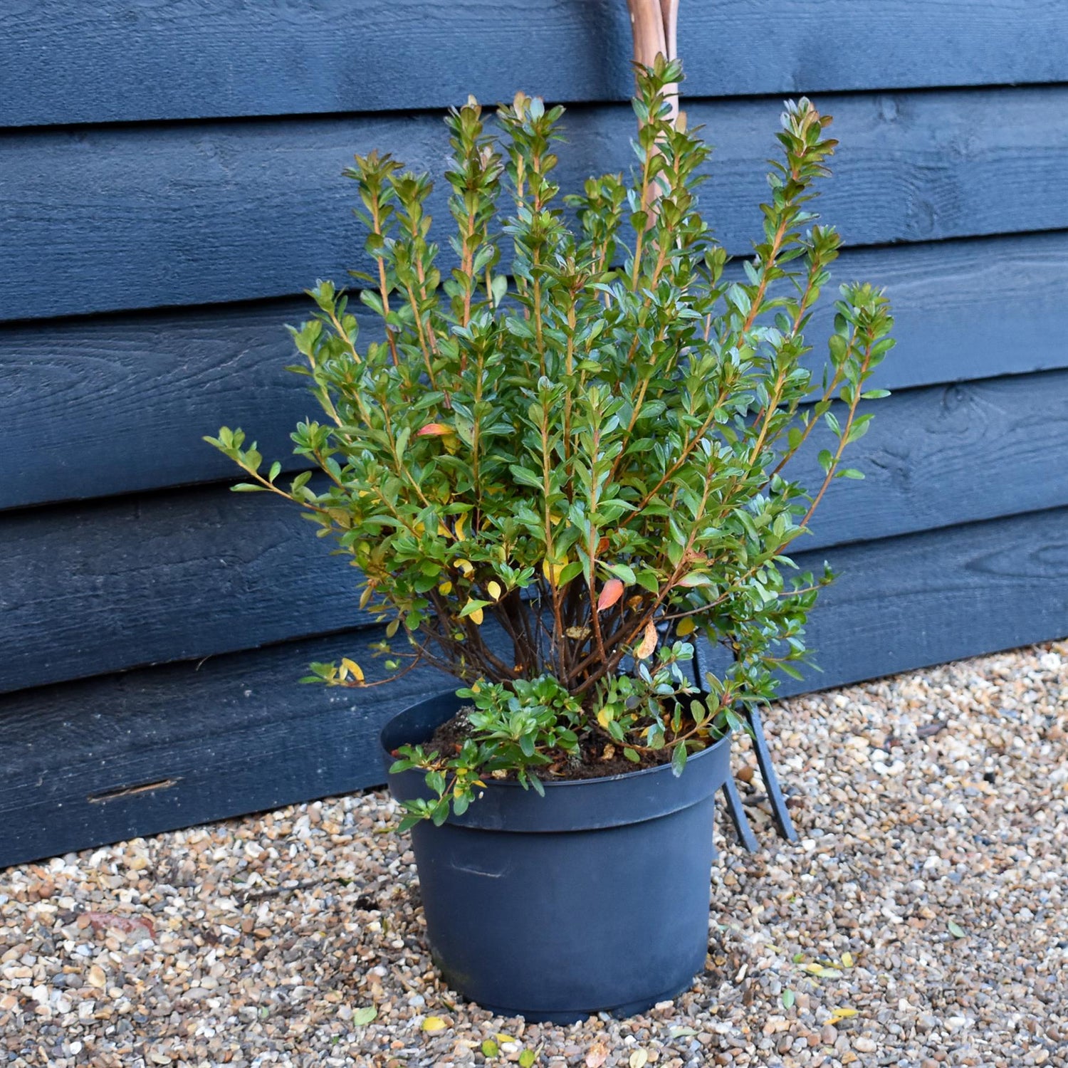 Azalea Japonica Toreador - Red Flower | Rhododendron Toreador- Bushy - Height 50-60cm - 10lt