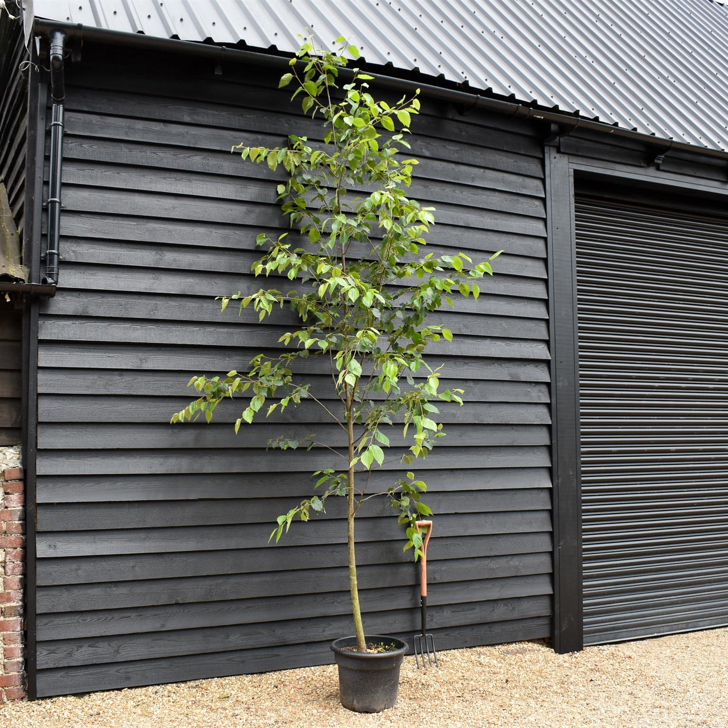 Paper Birch | Betula Papyrifera - Height 300-320cm - Girth 8-10cm - 45lt