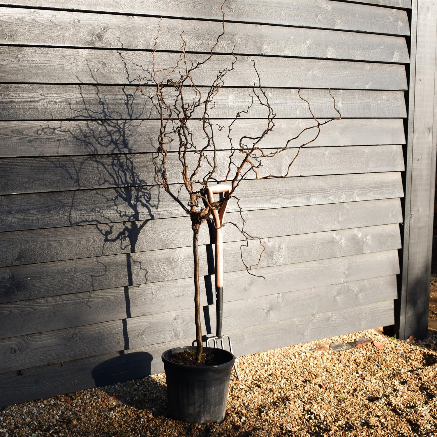 Corylus avellana 'Twister' | Corkscrew Hazel - Quarter Standard - Clear Stem - Height 150-160cm - 18lt