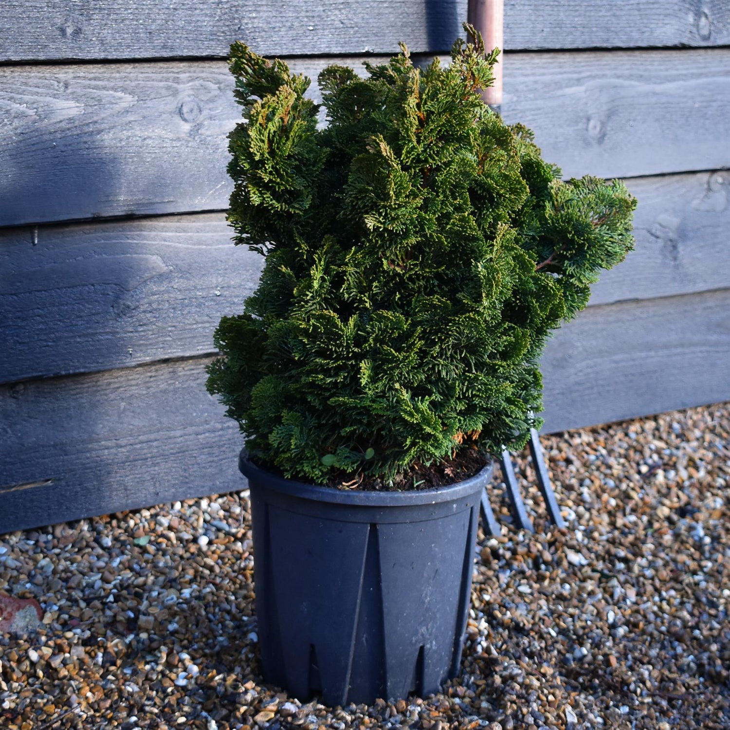 Dwarf Hinoki Cypress | Chamaecyparis obtusa 'Nana Gracilis' -Shrub - Height 40-45cm -7lt