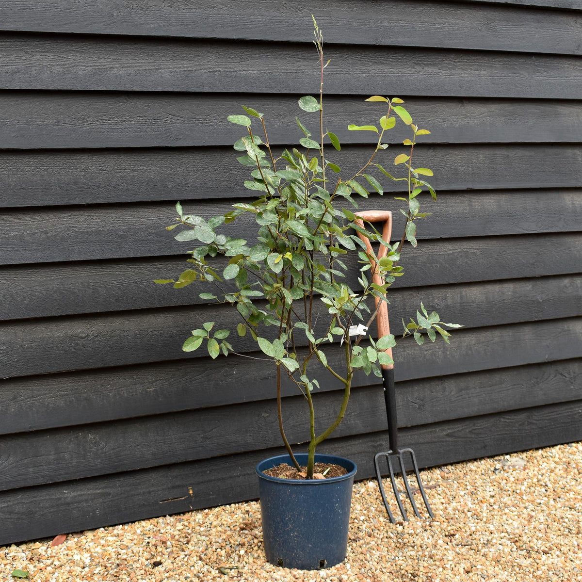 Amelanchier lamarckii | Juneberry -  Shrub - Height 90-100cm - 12lt