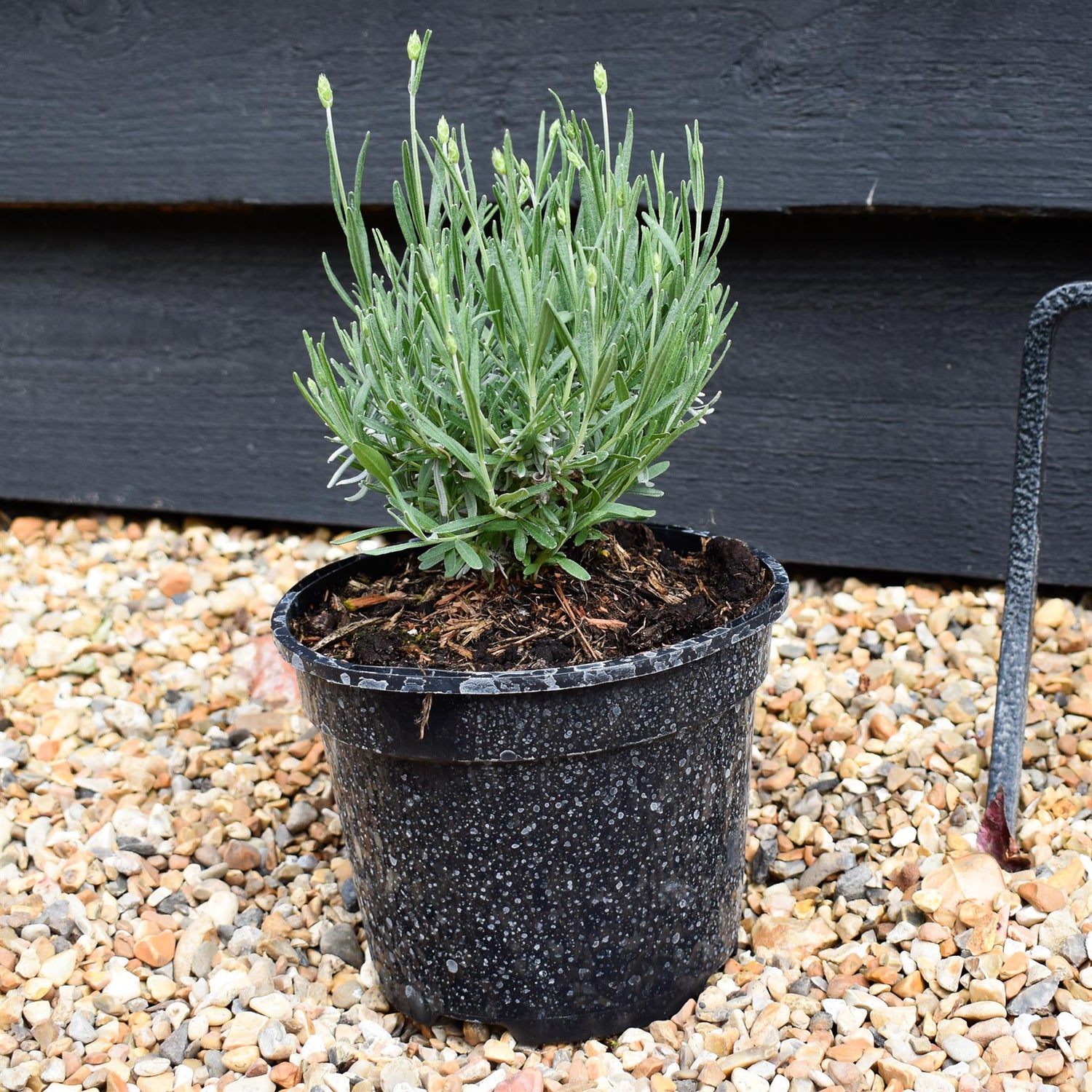 English Lavender 'Hidcote' - 10-20cm, 2lt