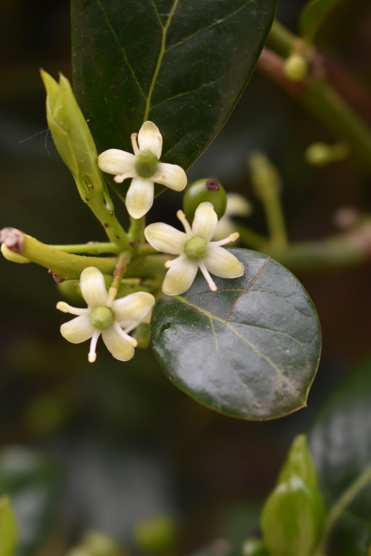 Ilex Nellie R Stevens | Holly 'Nellie R. Stevens' - Clear Stem - 160-180cm - 90lt