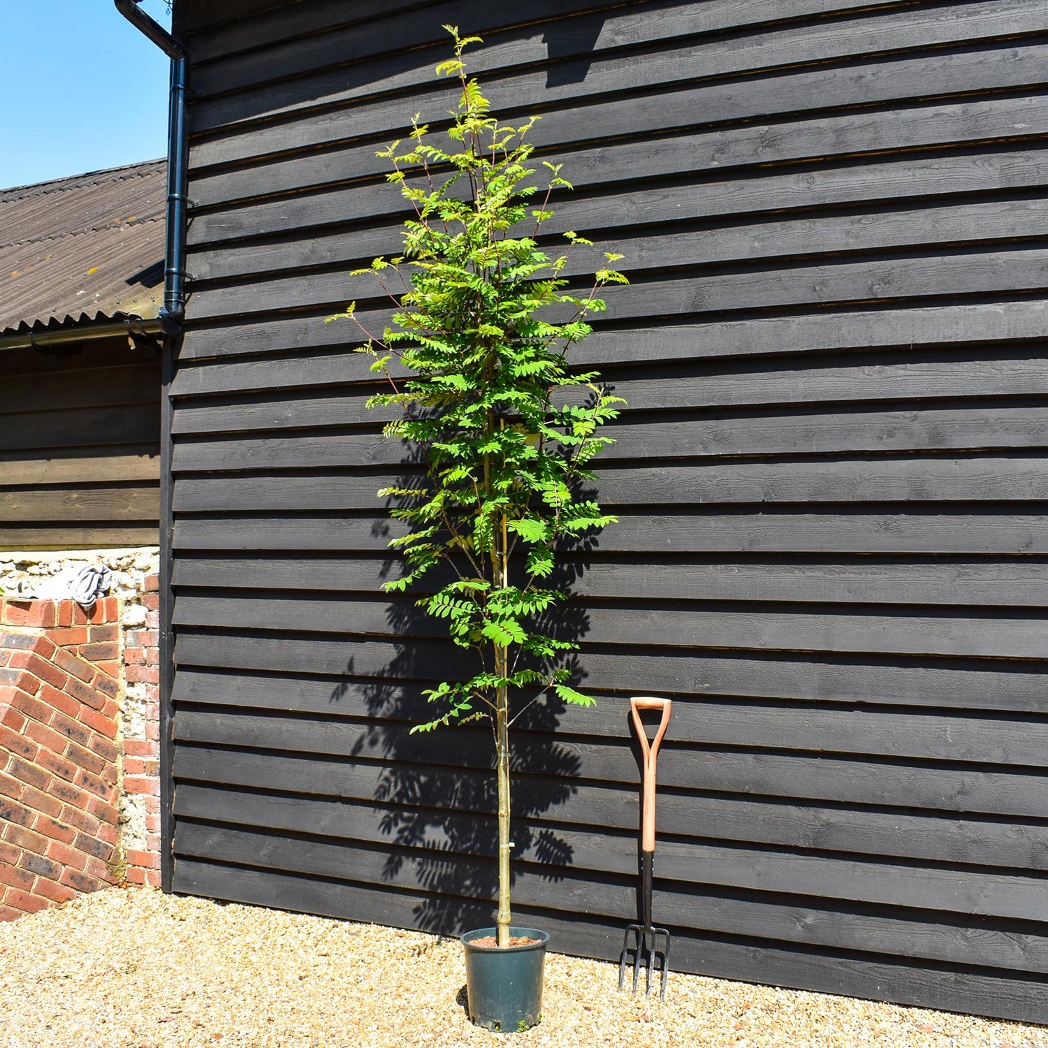 Sorbus aucuparia Cardinal Royal | Mountian Ash - Height 160-180cm - 12lt