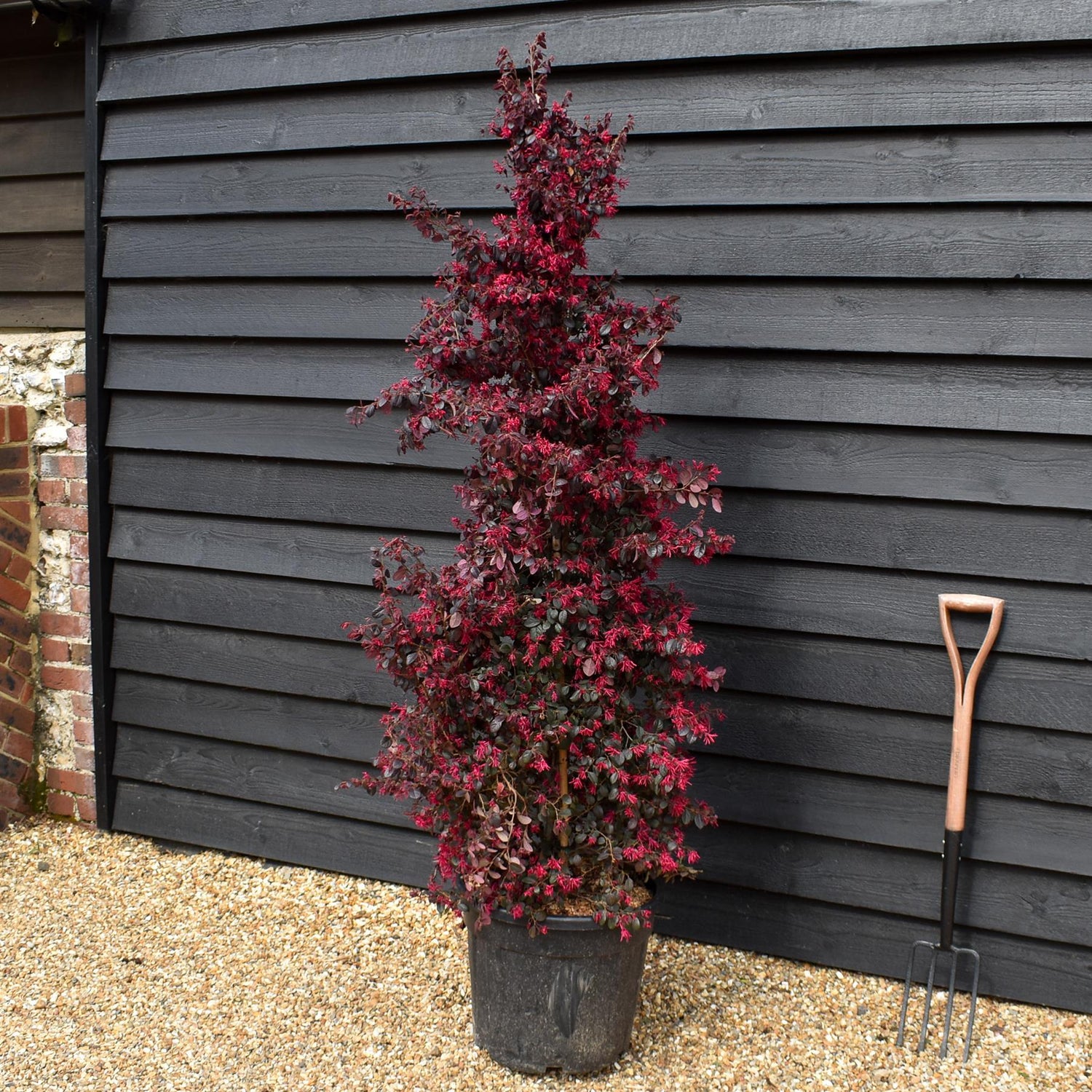 Loropetalum chinense Black Pearl | Chinese Fringe Flower - Cone - Height 185-200cm - 35lt
