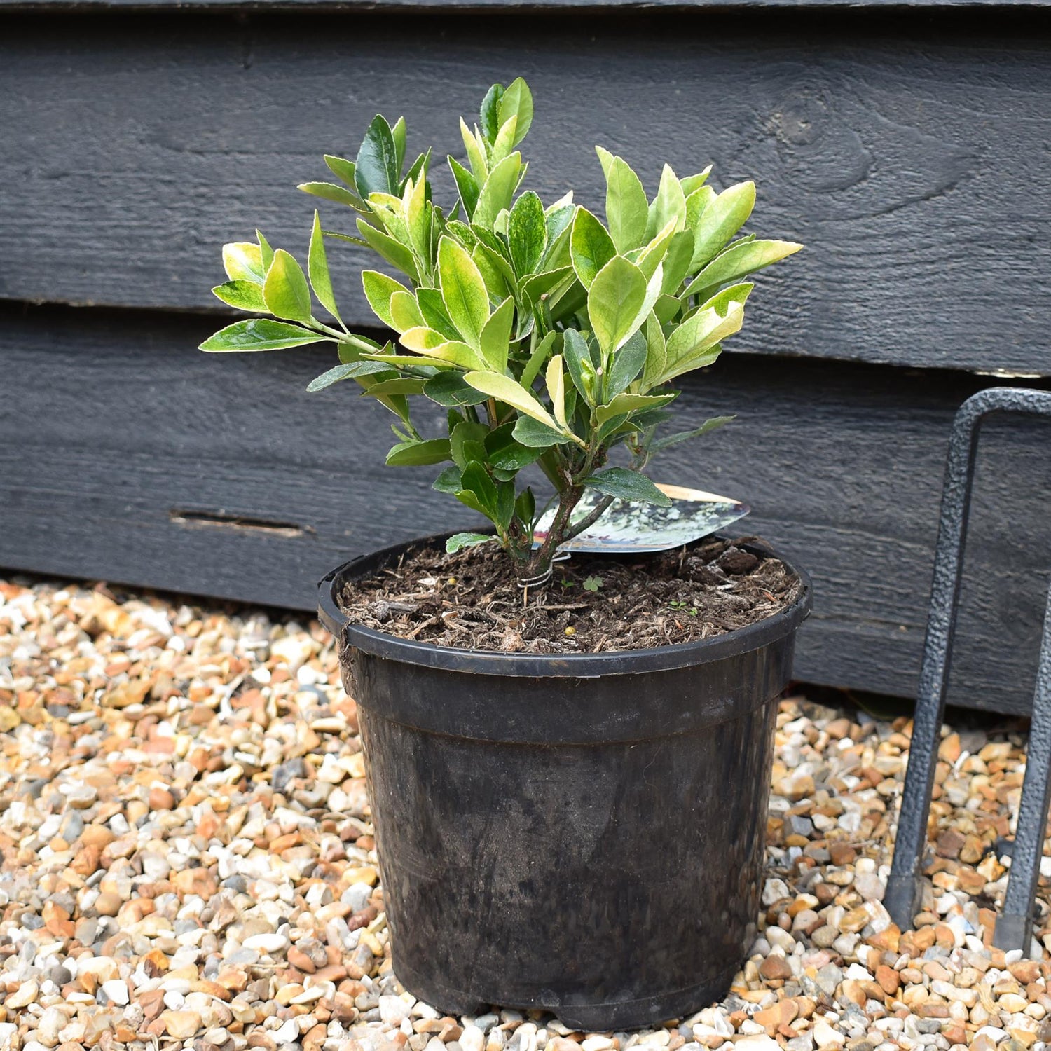 Euonymus japonicus 'Himalaya' - Shrub -  Height 15-25cm - 2lt