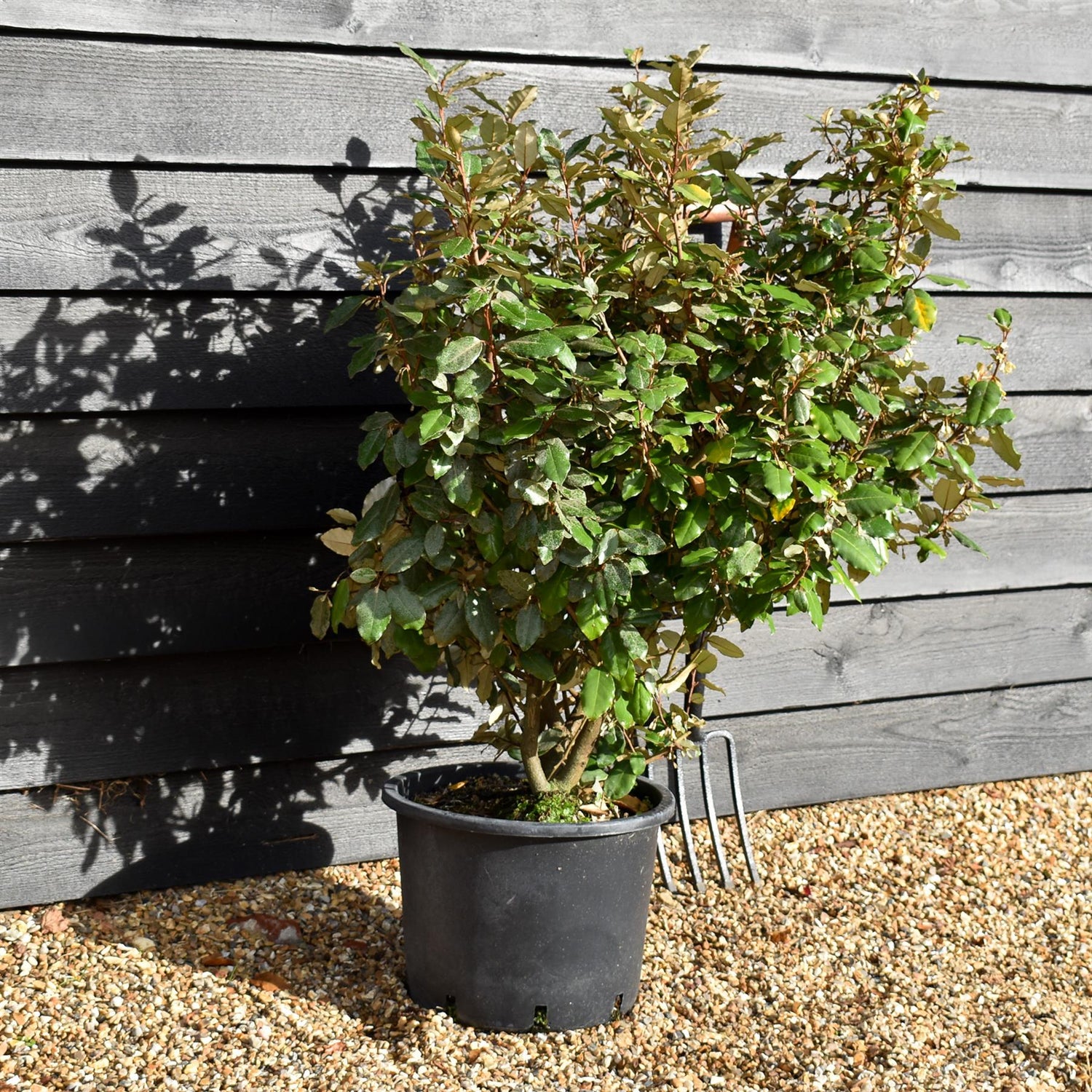 Elaeagnus ebbingei Compacta - 80-90cm - 20lt