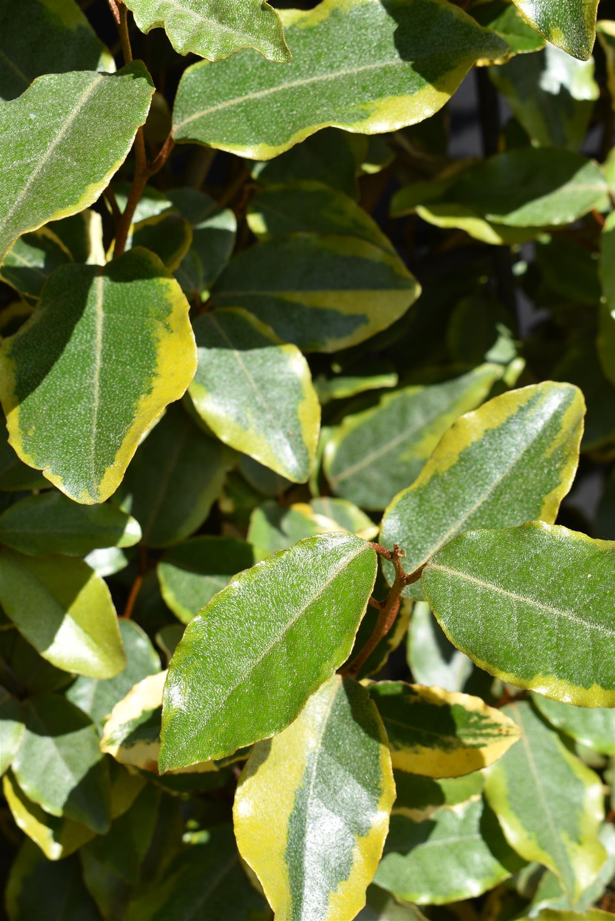 Elaeagnus 'Viveleg' | Oleaster 'Viveleg' - Metal Frame - 220cm - 55lt