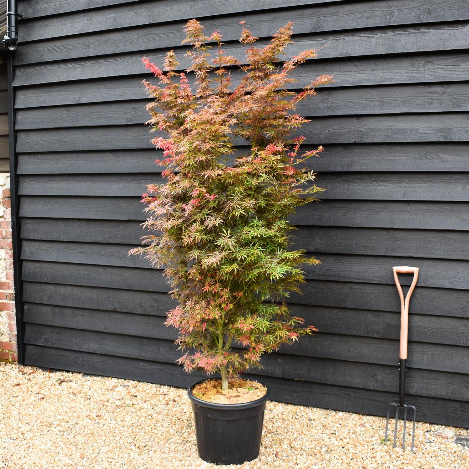 Acer palmatum 'Jerre Schwartz' | Japanese maple 'Jerre Schwartz' - Height 170-190 - 35lt