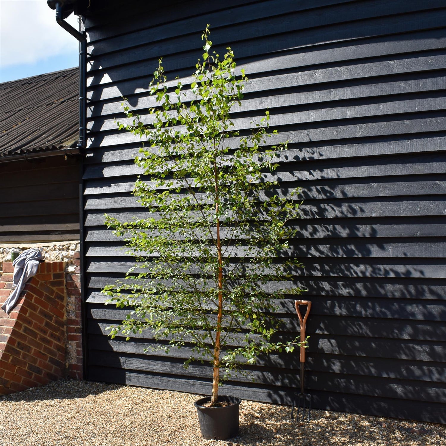 Betula Nigra "Heritage"  - River Birch| Black Birch Cully - Height - 200-250cm - 20lt