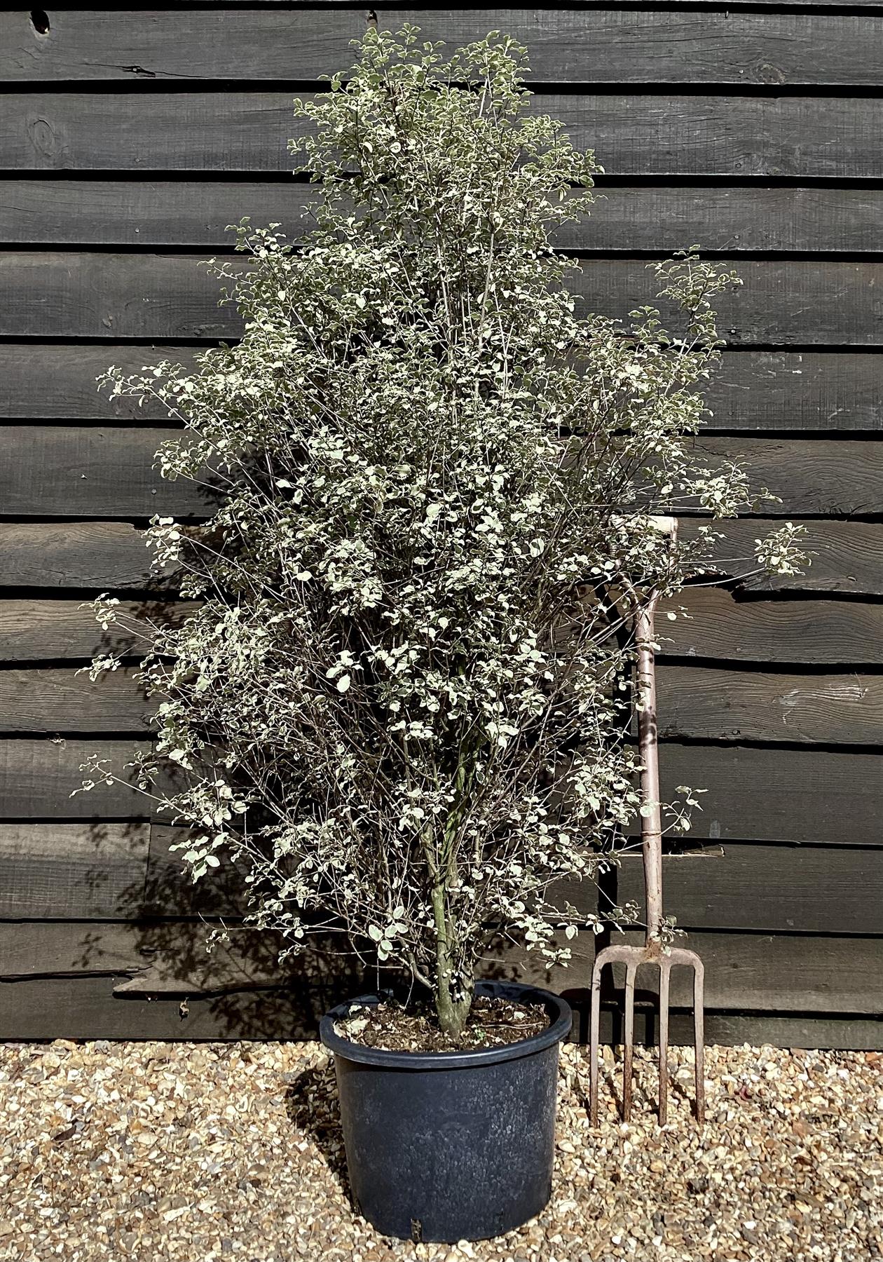 Pittosporum Victoria | Tawhiwhi 'Victoria' - 150cm - 20lt