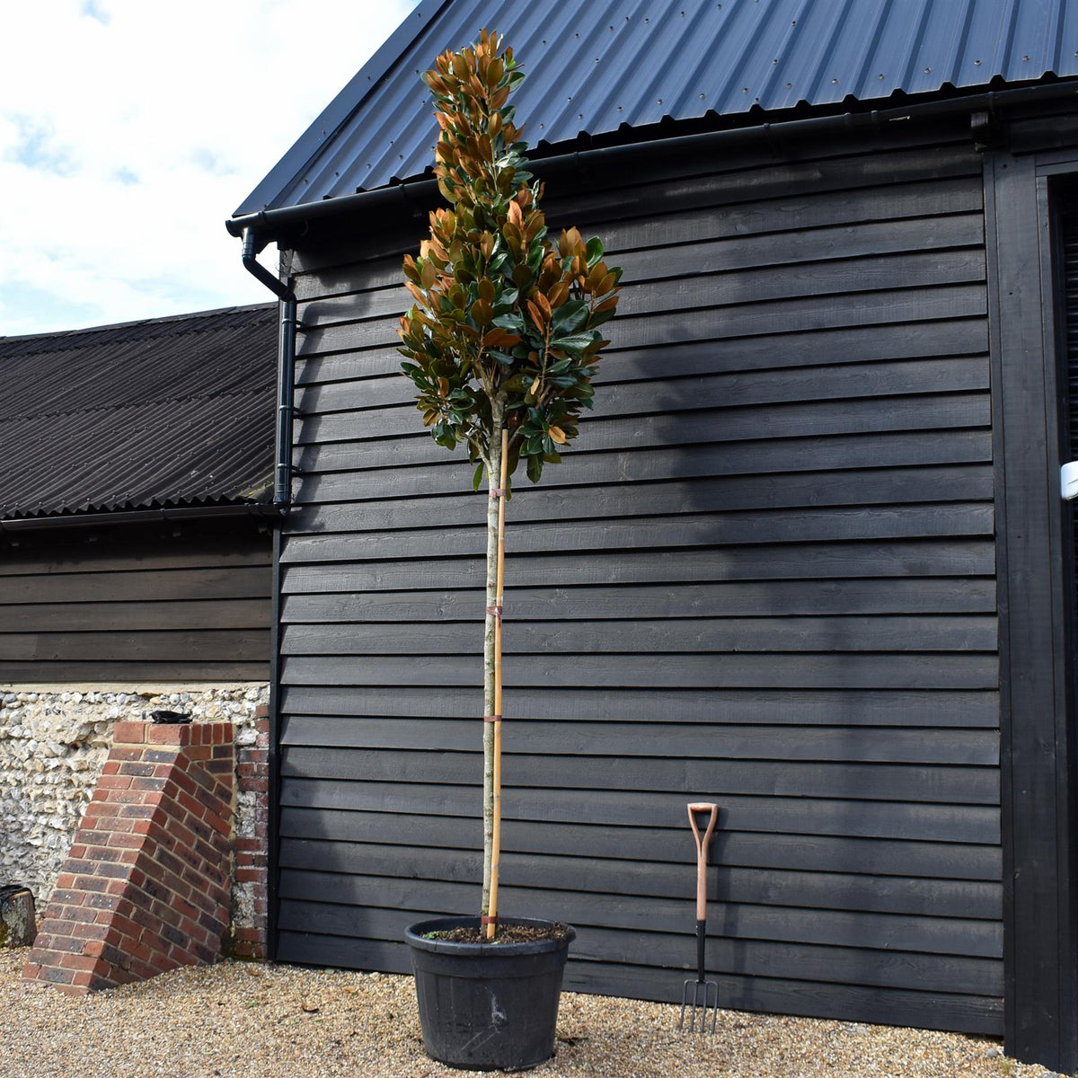 Magnolia Grandiflora 'Galissonniere' | Southern Magnolia 'Galissonniere' - Standard - Clear Stem 180-200cm - Girth 14-16cm - Height 410-450cm - 90lt