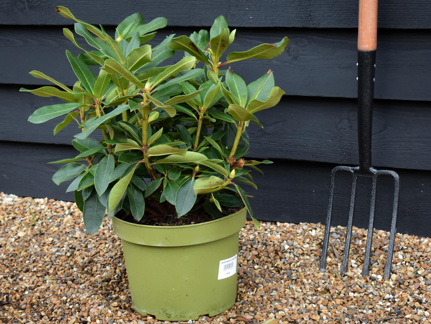 Rhododendron 'Markeeta's Prize' - Shrub - Height 40-50cm - 10lt