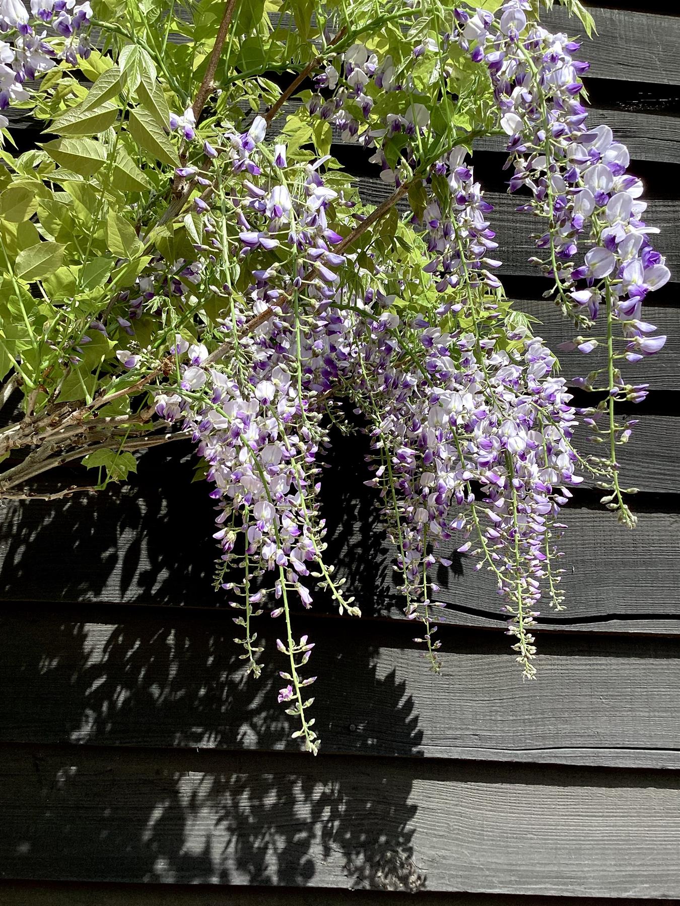 Wisteria sinensis | Chinese wisteria - 170-180cm - 10cm - Clear Stem - 20lt
