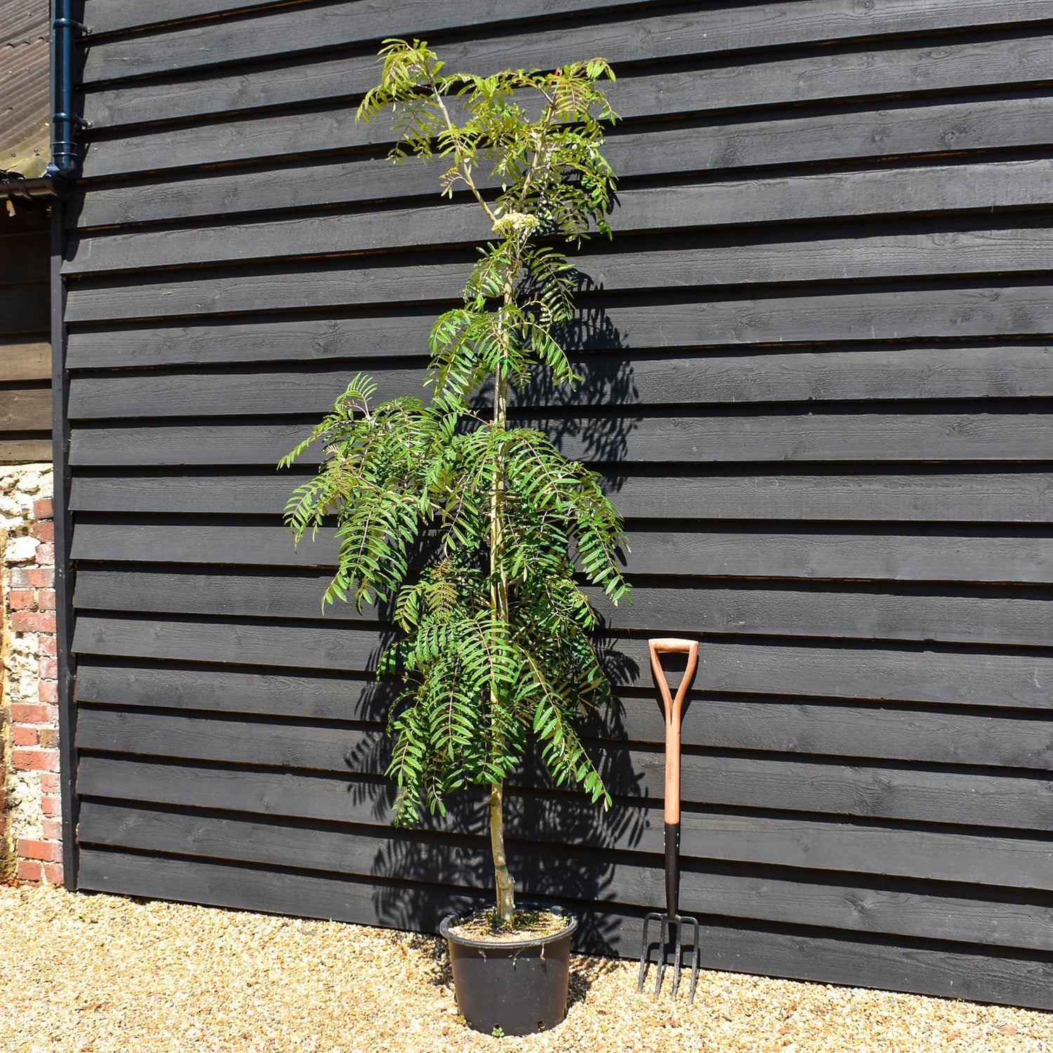 Rowan | Sorbus aucuparia Chinese Lace | Mountain Ash - Height 200-220cm - 20lt