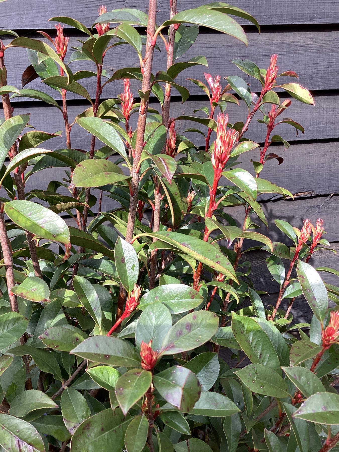 Photinia x fraseri 'Carre Rouge' - Bush - 185cm - 25lt