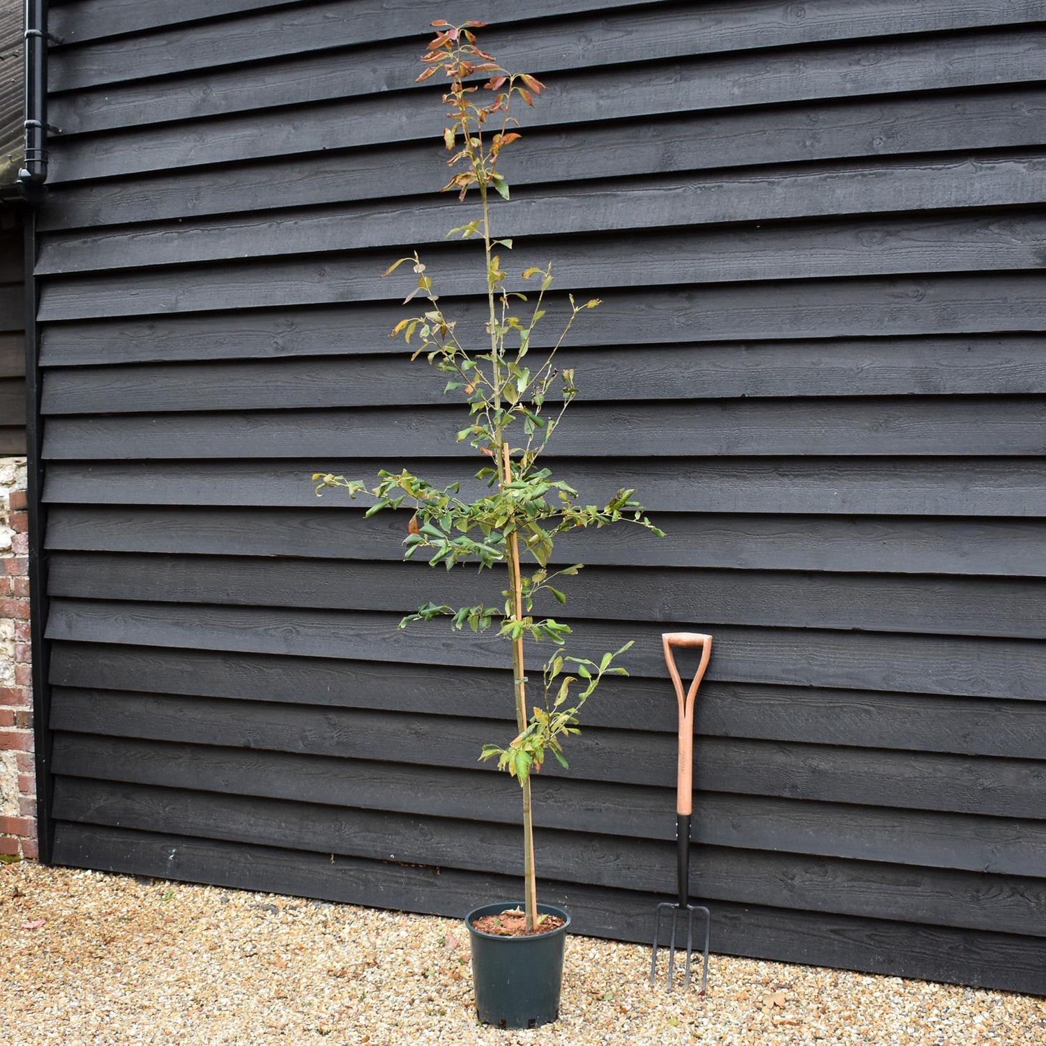 Amelanchier Ballerina - Height 220-260cm - 12lt