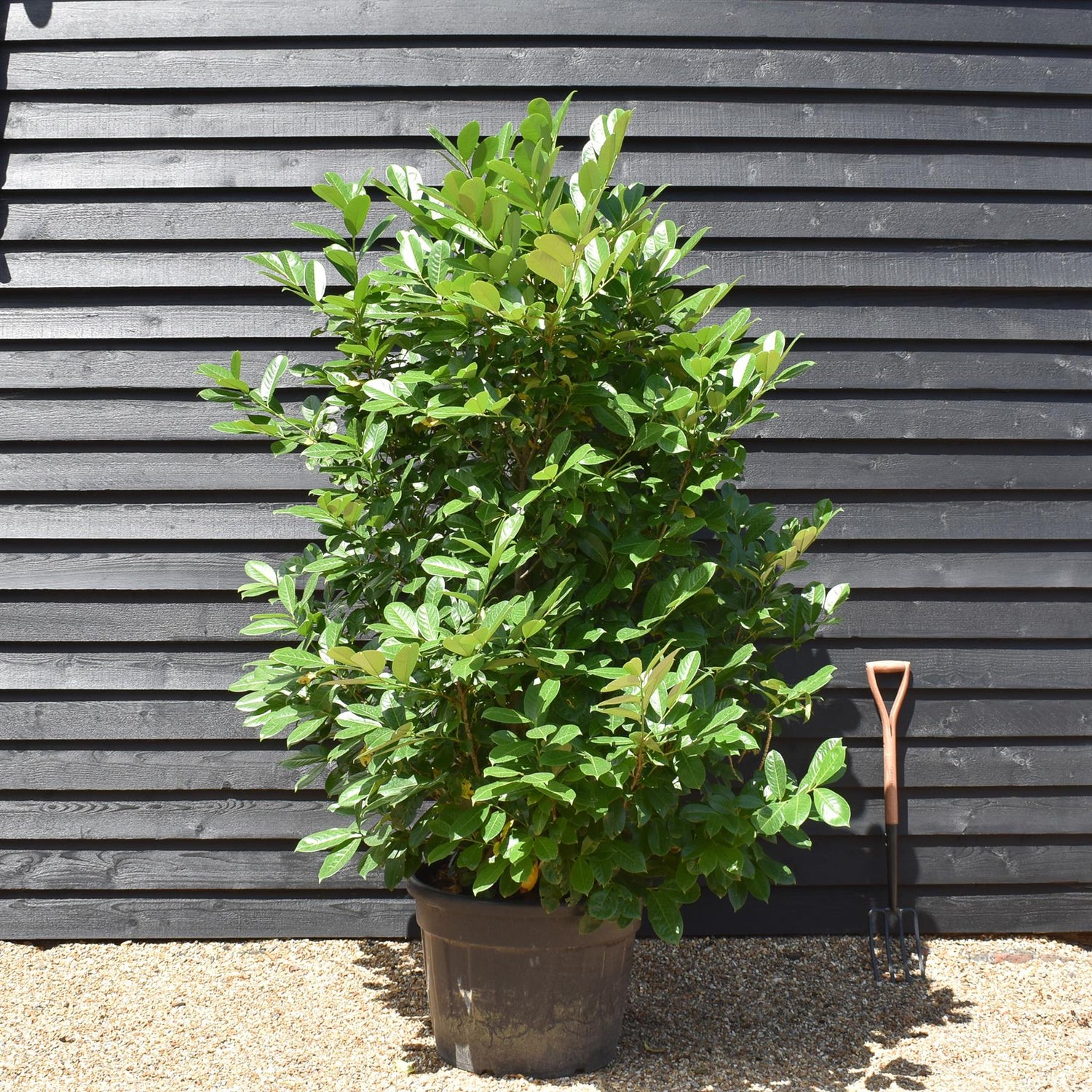 Cherry Laurel | Prunus Laurocerasus Rotundifolia - Height 220-250cm - Width 120-150cm - Pot Grown - 110-130lt