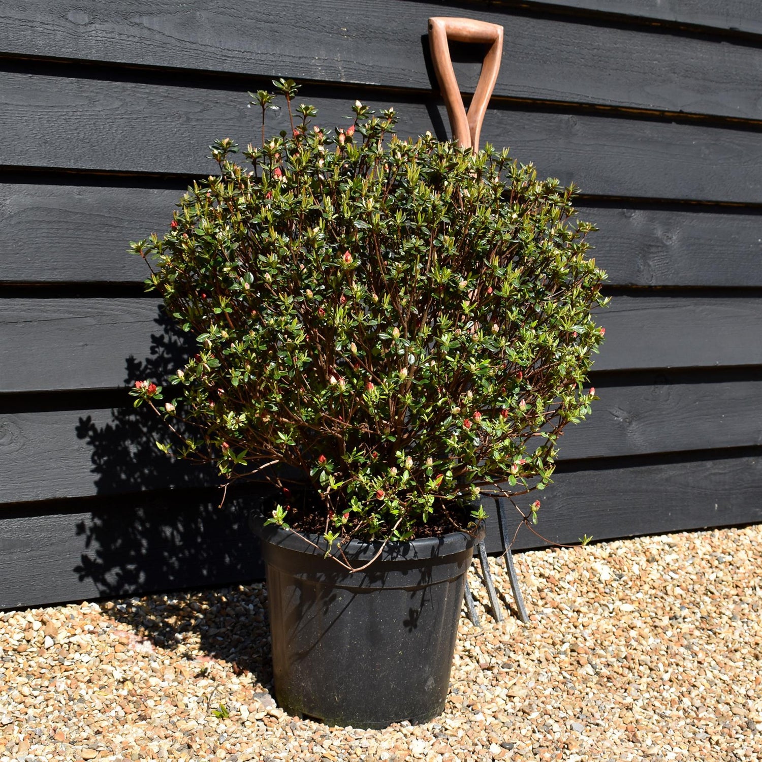 Azalea Japonica 'Stewartstonian' - 75cm - Bushy - 15lt