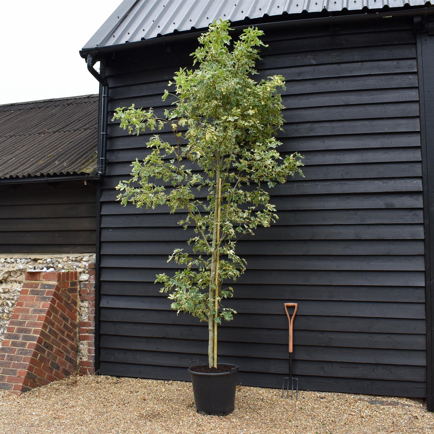 Liquidambar styraciflua 'Albomarginata' | Sweet Gum 'Silver King' Height 300-400cm - 50lt