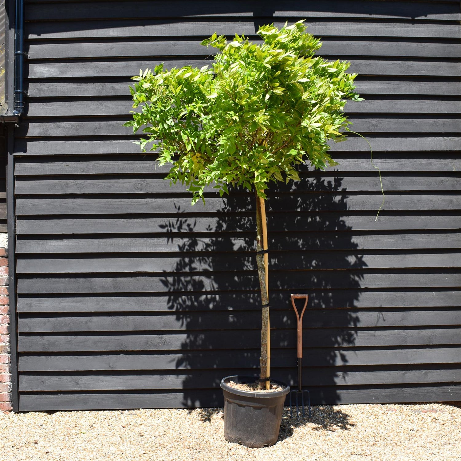 Wisteria brachybotrys 'Showa-beni' Clear Stem 140cm - Girth 10-12cm - Height 200-220cm - 55lt