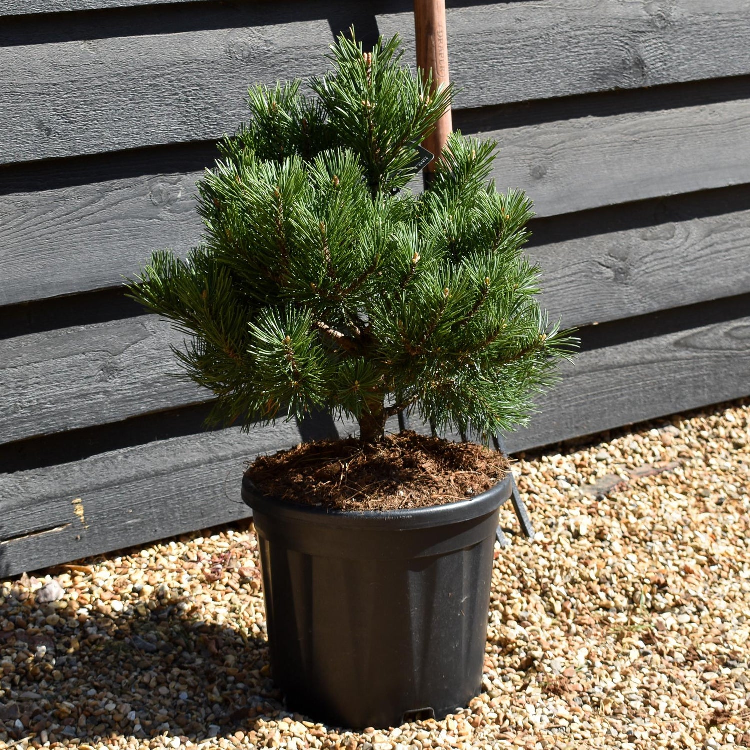 Pinus mugo 'Gnom' | Dwarf mountain pine - Height 40-50cm - 10.5lt
