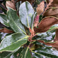 Magnolia grandiflora 'Little Gem'| Southern Magnolia - Clear Stem 90cm - Height 150-160cm - 15lt