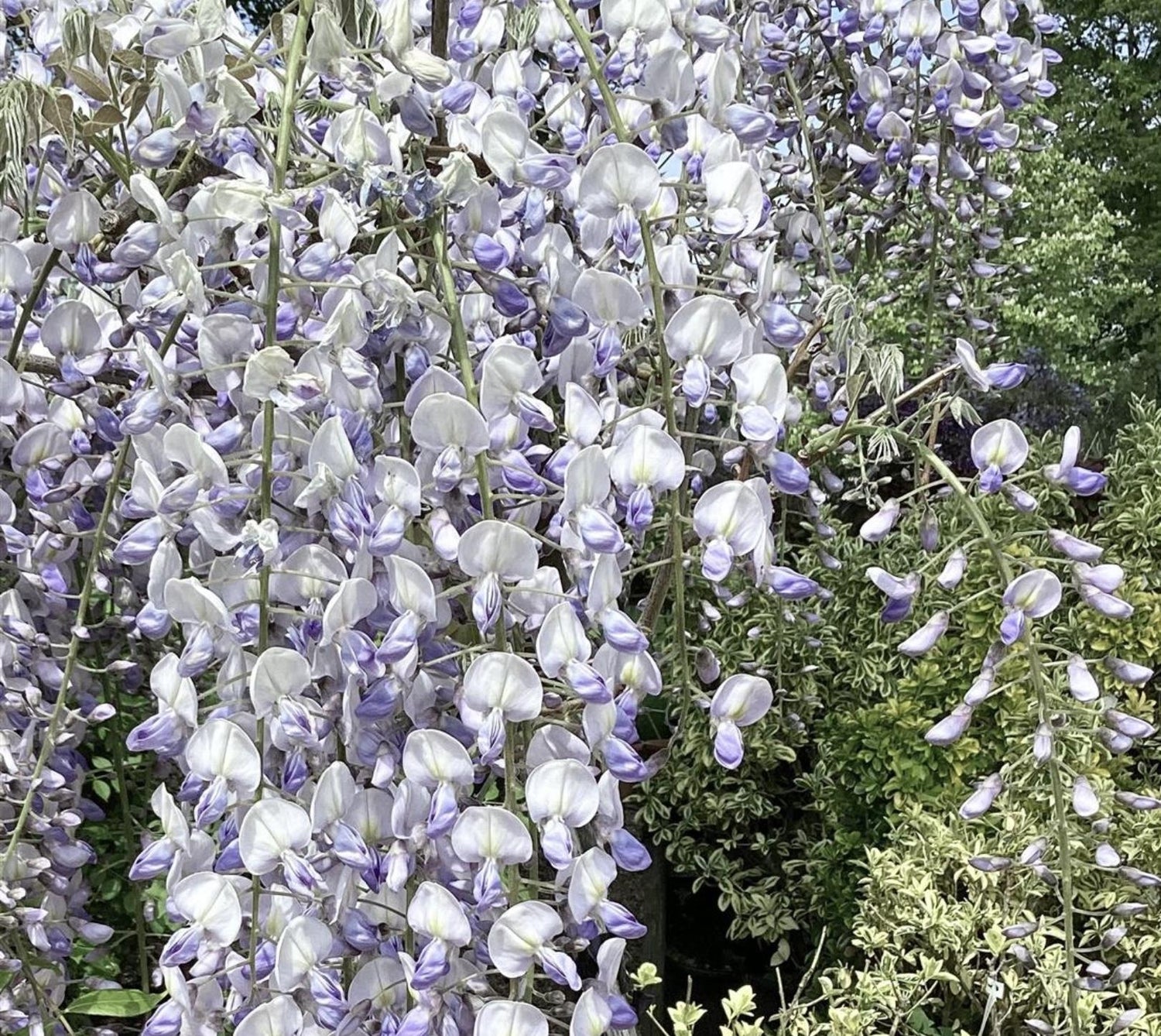 Wisteria | Chinese wisteria - Frame - 270-300cm, 35lt