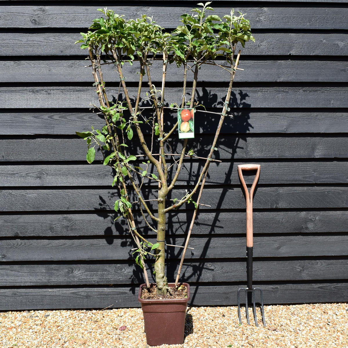 Malus Communis -  'Elstar' - Apple Tree - Espalier - Height 140-150cm - 15lt