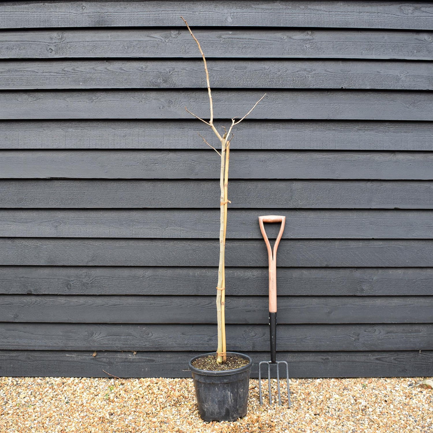 Albizia Julibrissin Summer Chocolate | Silk Tree -  Height 140-150cm - 15lt