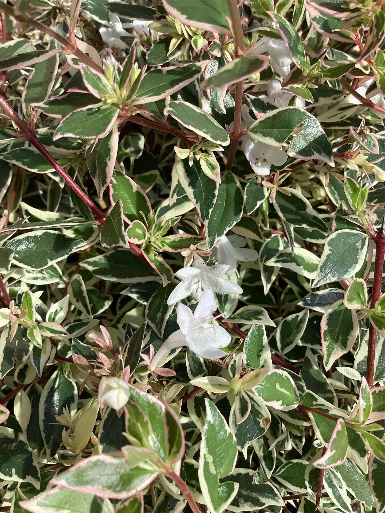 Abelia Confetti Conti - 45-55cm, 3lt